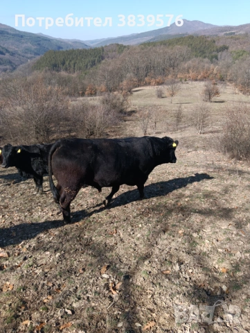 Крави Телета Ангус, снимка 14 - Крави - 53833044