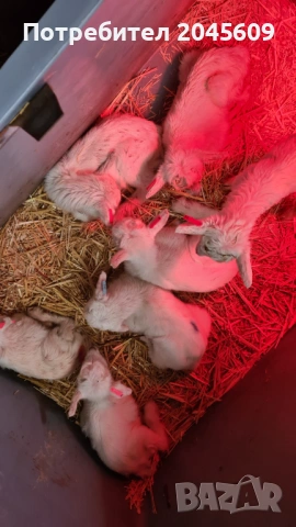 Мъжки ярета, снимка 3 - Кози - 53488406