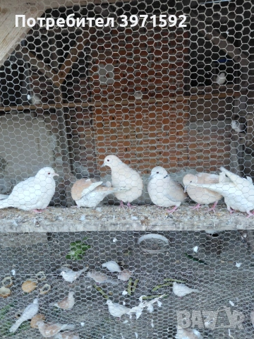 Продавам гугутки, снимка 2 - Гълъби - 54266591