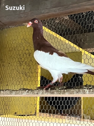 Гълъби - Датски летачи и Спортни пощенски, снимка 15 - Гълъби - 52565161