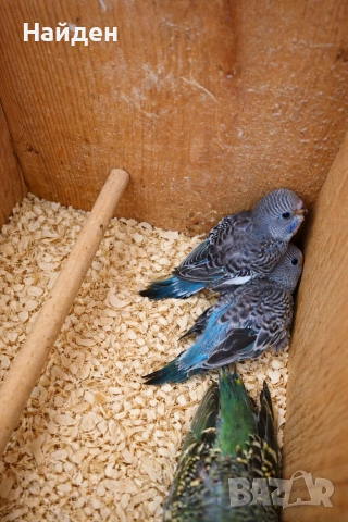 Продавам вълнисти папагали, снимка 3 - Папагали - 54073943