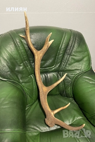 Рог елен 1, снимка 2 - Други ценни предмети - 53857282