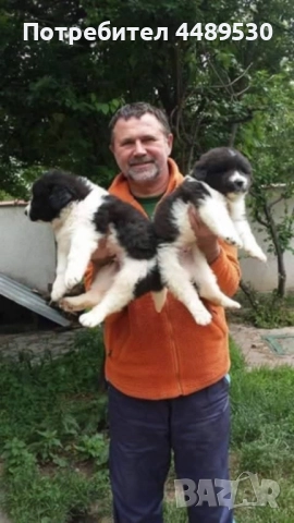 Сертифициран Развъдник продава българско овчарско куче / каракачанка