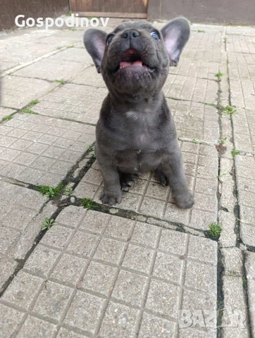 Френски булдог чистокръвен, снимка 7 - Френски булдог - 51358129