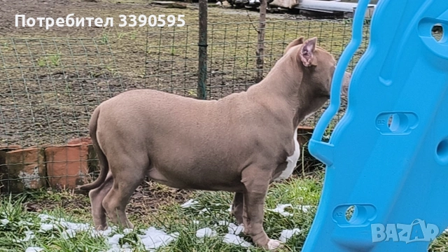 Американско були Хл , снимка 4 - Други - 53777825