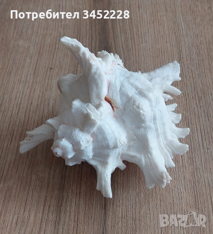 раковина за ценители , снимка 7 - Декорация за дома - 53846311