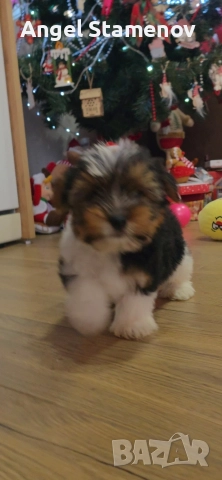 Йорки бивер териер,две момченца!, снимка 15 - Йоркширски териер - 52850201
