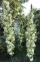 Юка рекурвифолиа, Yucca recurvifolia, декоративни растения, сухоустойчиви, студоустойчиви, снимка 5