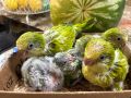 Монашески папагал Ръчно хранени бебета за дохранване или самостоятелни !, снимка 1