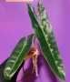 Филодендрон, снимка 1 - Стайни растения - 44948497
