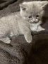 Уникални британски котенца , снимка 10
