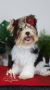 Йоркширски Териер бивер, страхотни кученца с родословие! Има доставка!, снимка 4