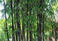 100 бр. бамбукови семена - Phyllostachys nigra - Издръжлив рядък вид вечнозелен черен бамбук, снимка 17