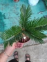 Цикас палма , снимка 5