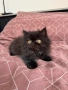 Персийси котенца, снимка 6