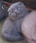 Шотландски клепоухи котета - бебета на 2 месеца