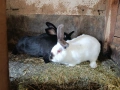 Зайци 4 месечни, снимка 2