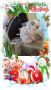 Персийски дългокосместа хималайски колорпойнт сини очи женско и мъжко малки котета разкошни любимци!, снимка 16