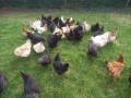 Кокошки , снимка 2