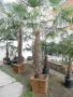Студоустойчиви палми Трахикарпус в дървени саксии, снимка 1 - Градински цветя и растения - 45101748