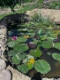 Растения за езеро ,лилии , предлагам и риби езерни , снимка 6