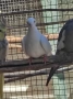 Продавам сенегалски гургулици, може и бартер, снимка 5