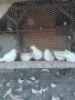Продавам гугутки, снимка 2