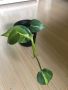 Philodendron Brasil , снимка 1 - Стайни растения - 45158894