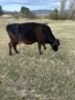 Свободни крави обл Хасково, снимка 1