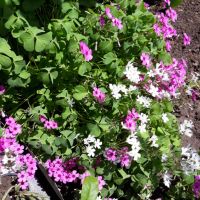 Детелина /Оксалис Микс розова и бяла, снимка 6 - Градински цветя и растения - 45492721