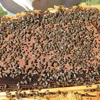 Презимували ранни пчелни отводки, снимка 1 - Други животни - 45082047