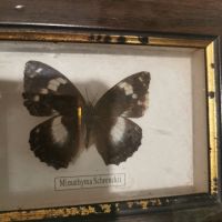 6 малки пана с истински пеперуди , снимка 5 - Други - 45145187