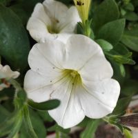 Петуния каскадна, снимка 3 - Градински цветя и растения - 45426921