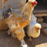 Продавам яйца от струмски стандарт, снимка 4 - Кокошки и пуйки - 44989646