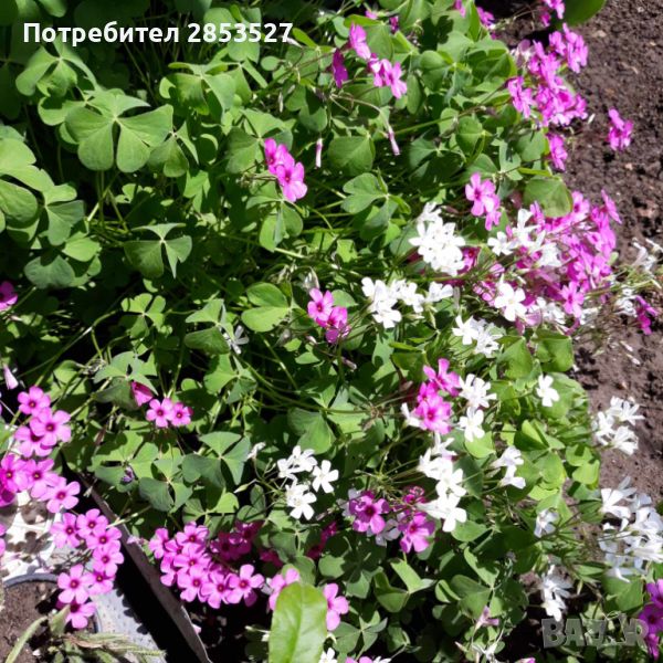 Оксалис /Детелина Комплект бяла и розова, снимка 1