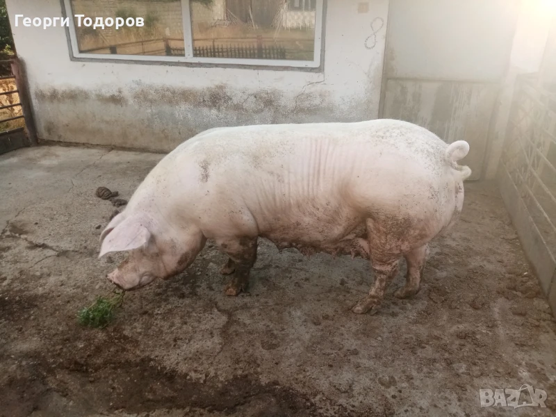 Свиня майка , снимка 1