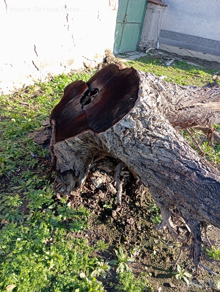 Подарявам голям корен от орех, снимка 1