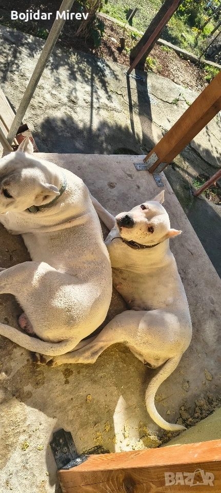 Дого Аржентино, снимка 1