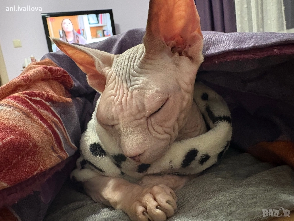 Подарявам котка свинкс, снимка 1