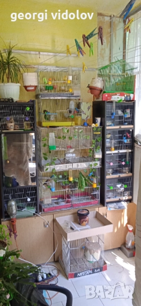 Продавам канарчета, мъжки и женски 24 и 25г, снимка 1