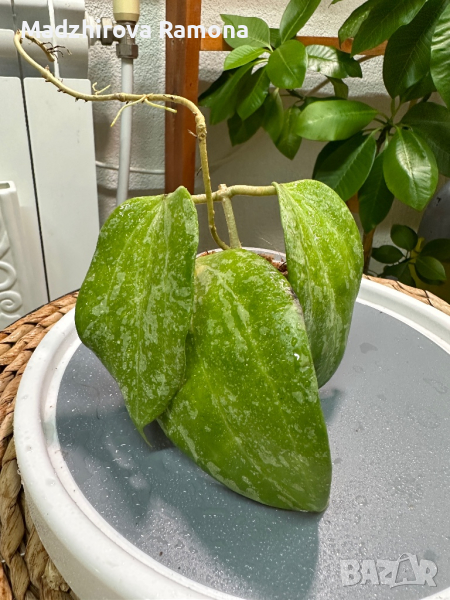 Hoya latifolia Splash , снимка 1