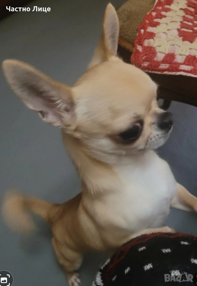 Мъжко чистокръвно Чихуахуа, снимка 1