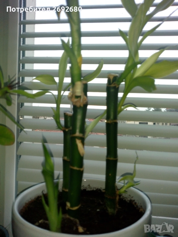 Бамбук 4бр. в бяла керамична саксия/80см.-височина, снимка 1