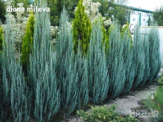 Юниперус Синя Стрела,  Juniperus “Blue Arrow” , снимка 1