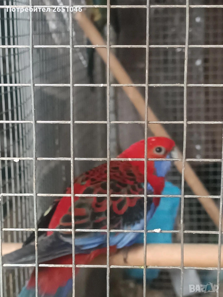 Пенантови розели, снимка 1