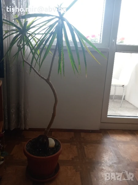 Палма драцена , снимка 1
