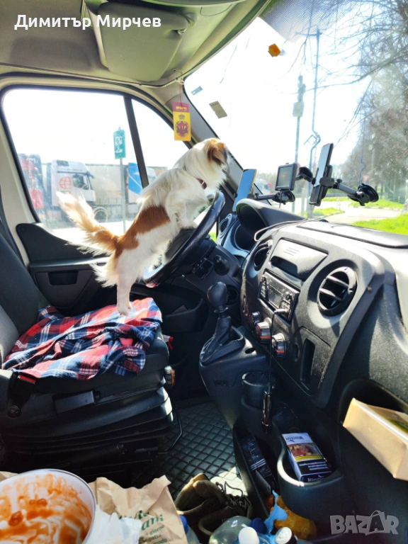 Японски хин, снимка 1