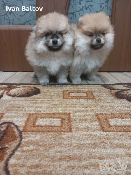 Малки сладури , снимка 1