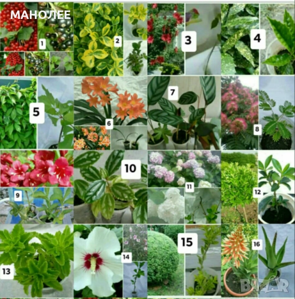 15 вида цветя и растения, снимка 1