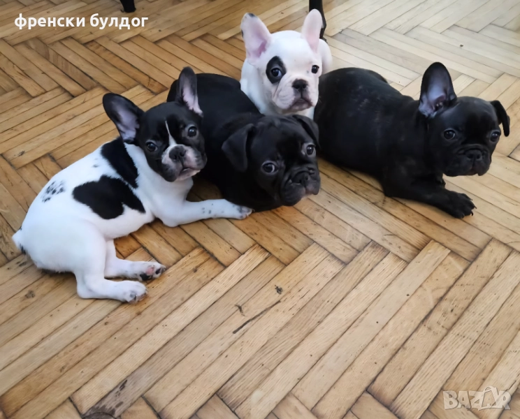 френски булдог, снимка 1